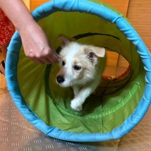 Szczeniak rasy border collie wychodzi z zielono-turkusowego tunelu do zabawy, dotykany delikatnie palcem przez osobę poza kadrem.