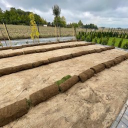 NOIBUD - Rozłożone rolki trawy na przygotowanym podłożu, widok z perspektywy. W tle ogrodzenie i drzewa, pochmurne niebo.