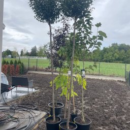 Noibud - Przygotowane do sadzenia drzewka w donicach na przekopanym terenie ogrodu, z widocznym wężem do nawadniania i ogrodzeniem w tle.