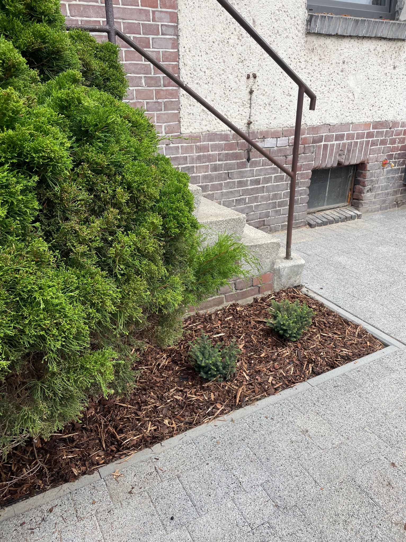Aranżacja ogrodu przy schodach: tuja szmaragd obok kory, małe iglaki na korze, szara kostka brukowa, ceglana ściana budynku z metalową barierką.