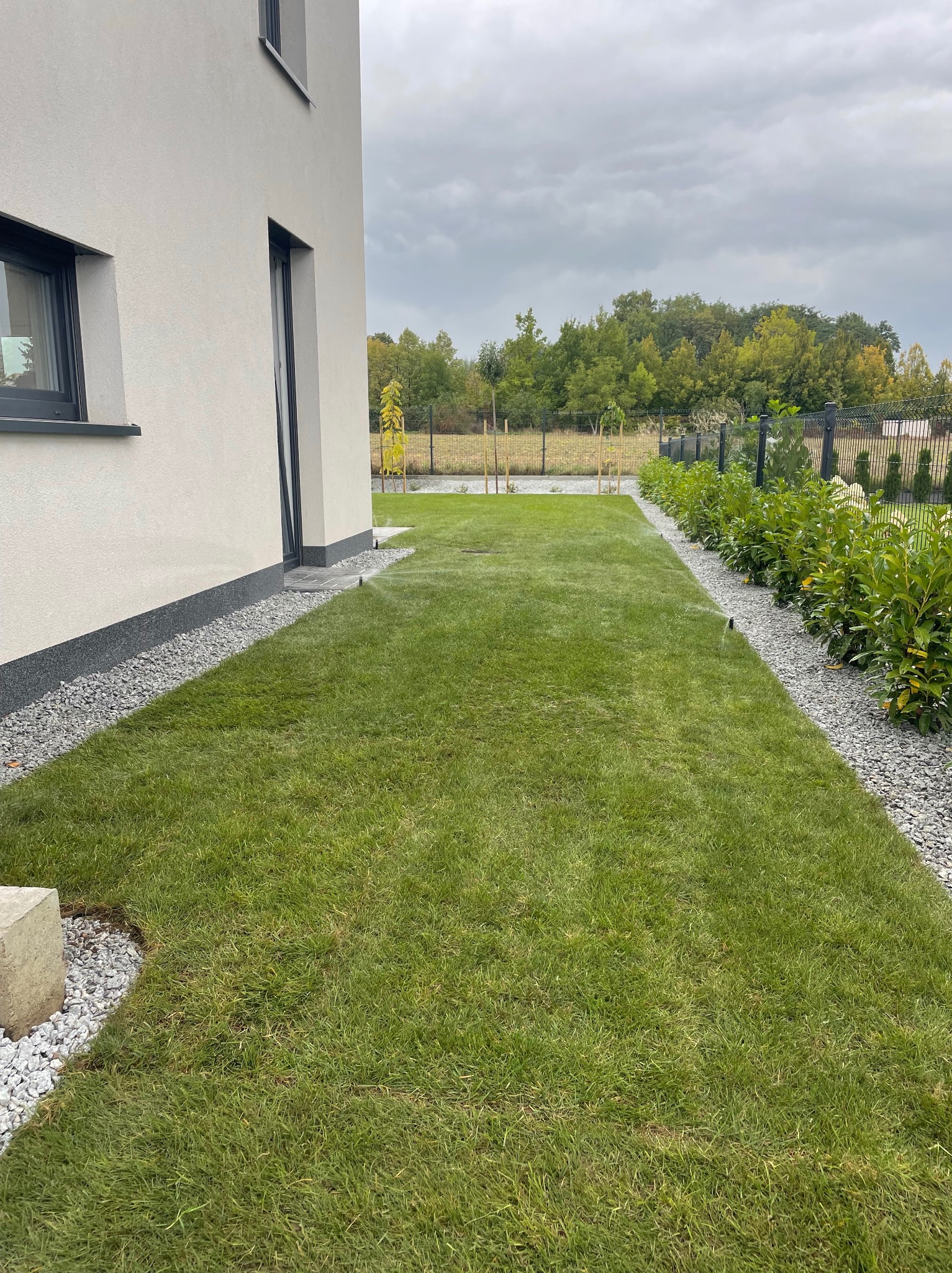 Świeżo założony trawnik przy nowoczesnym domu, obrzeża z kamyków, system nawadniania w działaniu. W tle widoczne drzewa i ogrodzenie z siatki.
