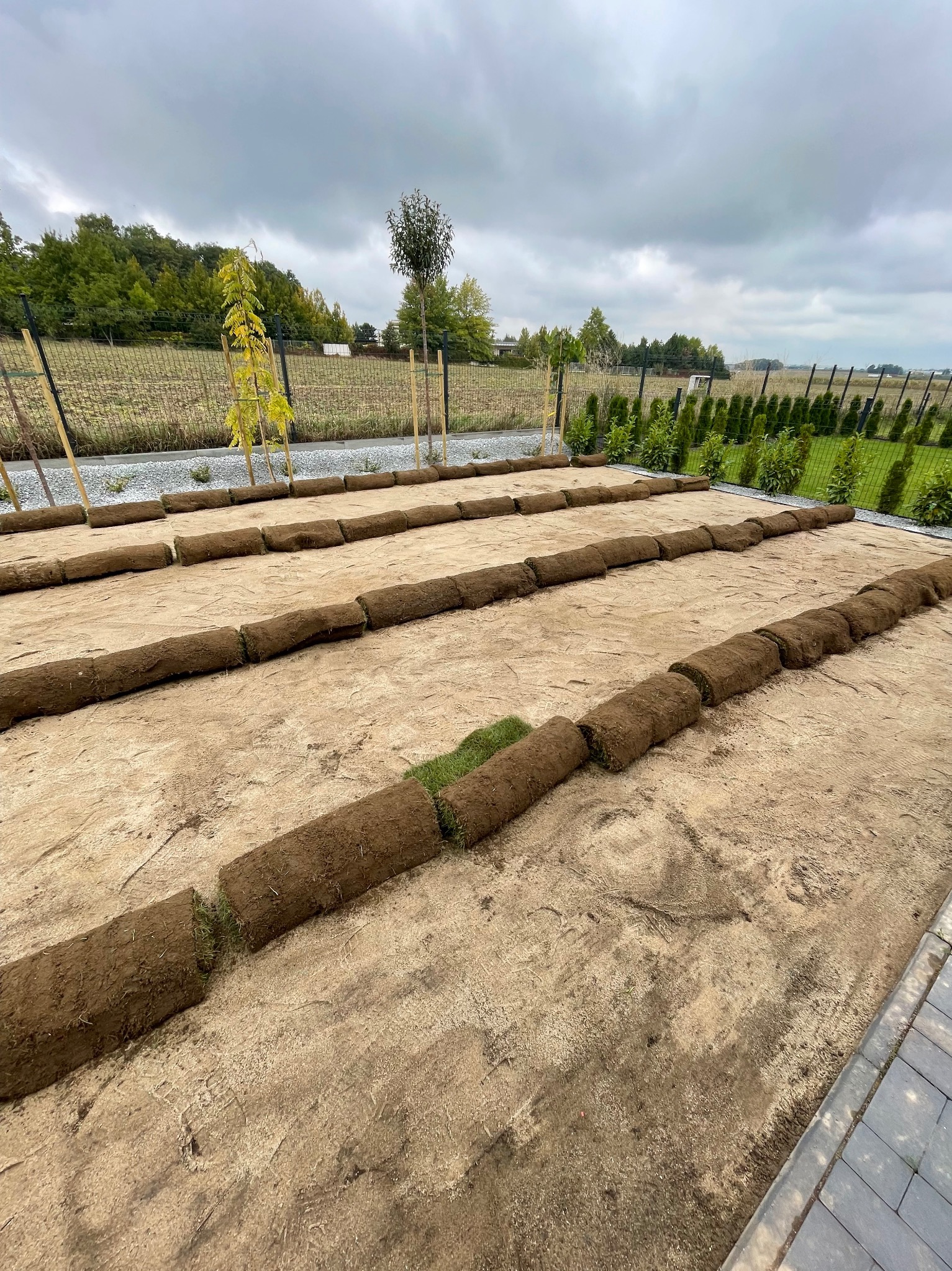 Rozłożone rolki trawy na przygotowanym podłożu, widok z perspektywy. W tle ogrodzenie i drzewa, pochmurne niebo.