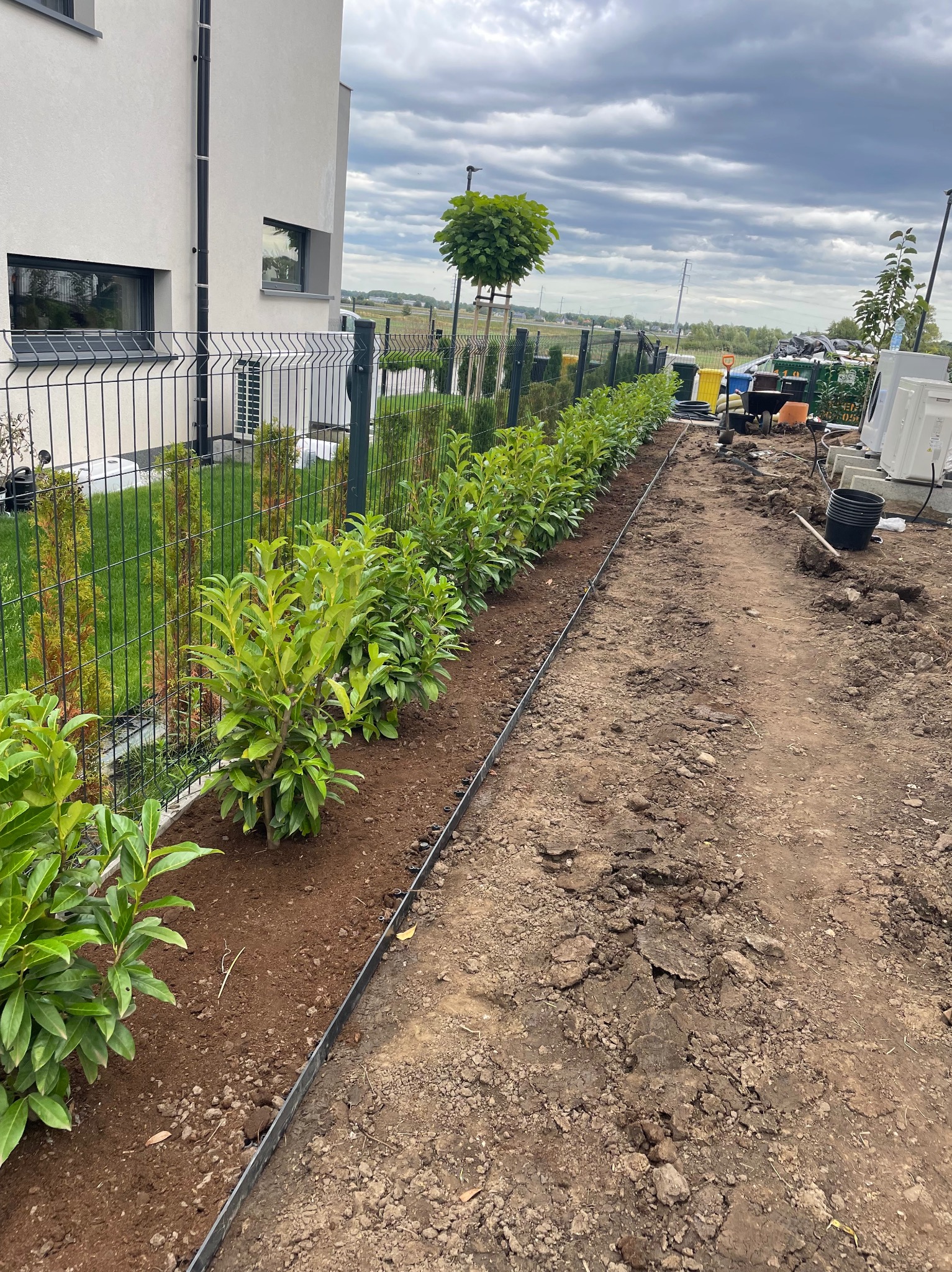 Świeżo posadzone krzewy laurowiśni wzdłuż ogrodzenia, z widoczną metalową obwódką i przygotowanym podłożem. W tle budynek i pochmurne niebo.