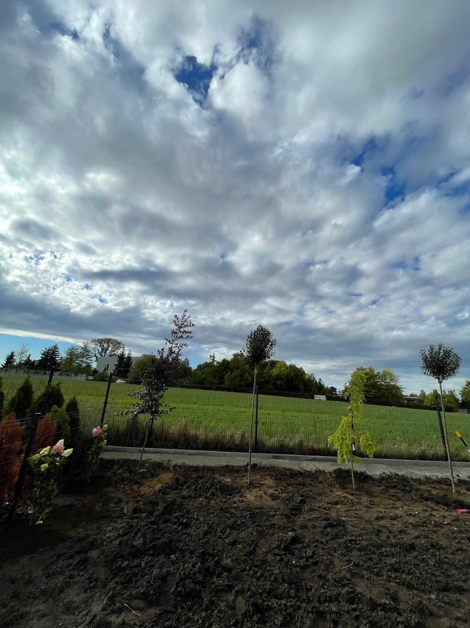 Świeżo posadzone drzewka w ogrodzie, widoczne młode drzewa z podparciem, rabata z kwiatami, trawnik za ogrodzeniem i zachmurzone niebo.