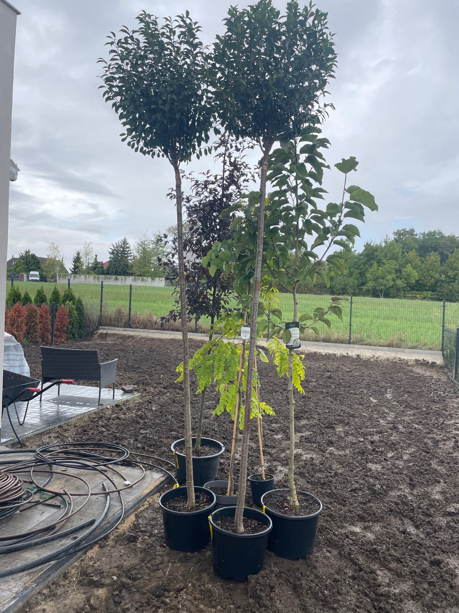 Przygotowane do sadzenia drzewka w donicach na przekopanym terenie ogrodu, z widocznym wężem do nawadniania i ogrodzeniem w tle.