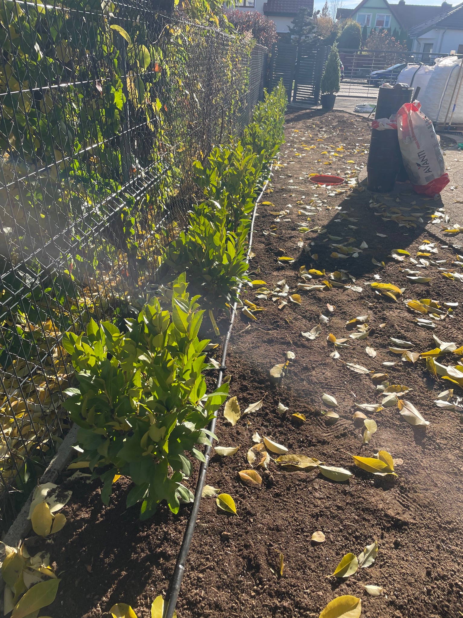 Świeżo posadzone krzewy wzdłuż siatki ogrodzeniowej z systemem nawadniania, ziemia pokryta opadłymi liśćmi. W tle widoczne zabudowania mieszkalne.
