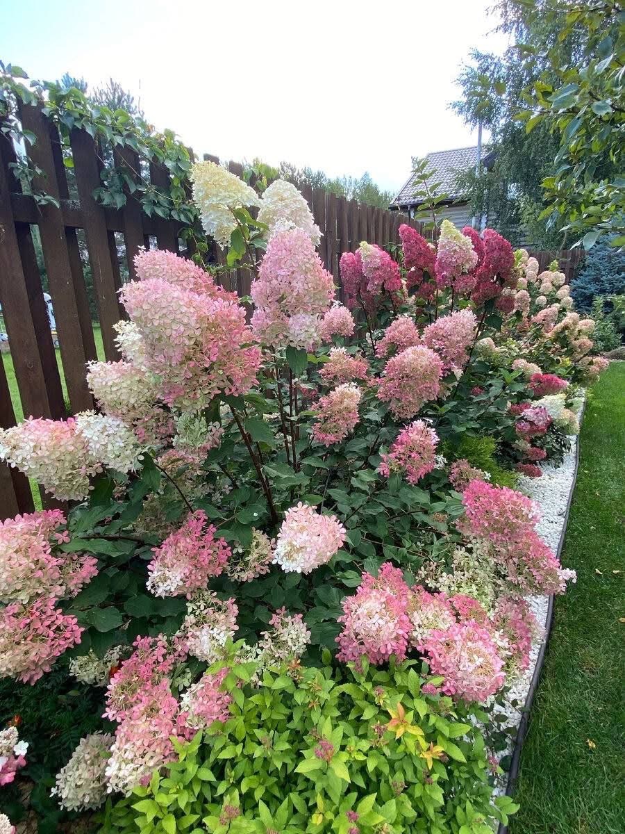 Kwitnące hortensje w odcieniach bieli i różu, posadzone wzdłuż drewnianego płotu i białych kamieni, z zielonym trawnikiem w tle. Ujęcie z bliska, podkreślające detale kwiatów.