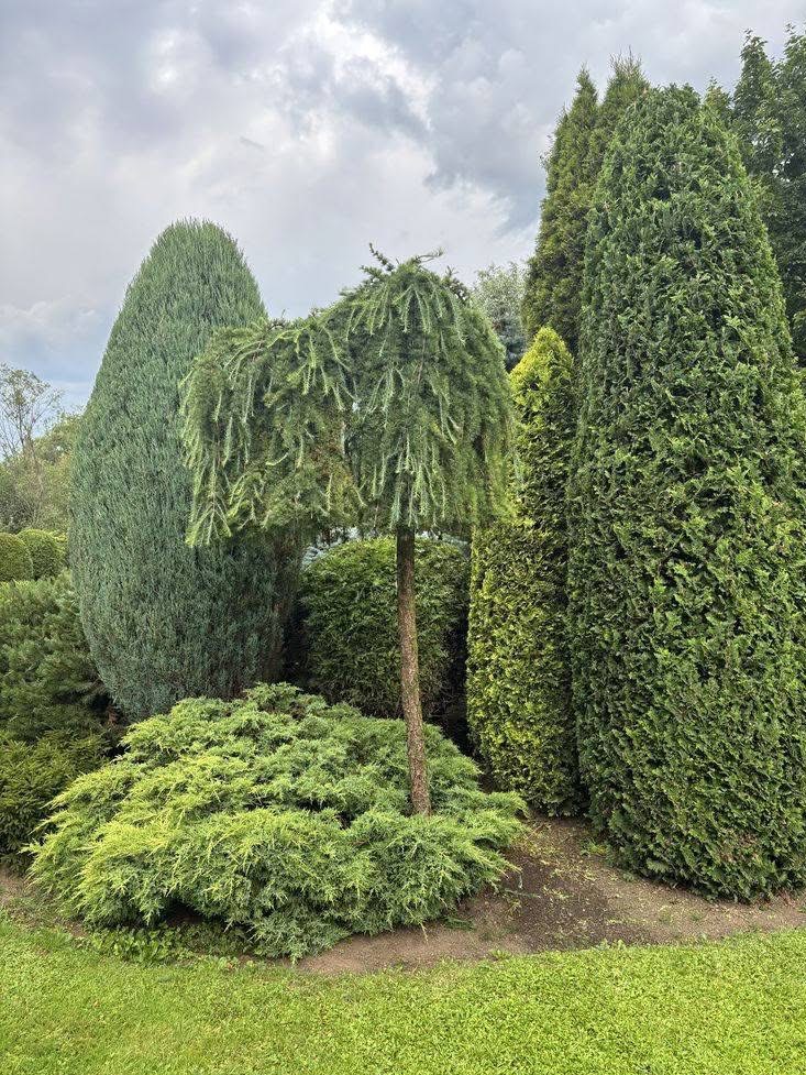 Ogród z formowanymi drzewami iglastymi i krzewami, w tym płacząca odmiana na pierwszym planie. Widok na zadbany trawnik i pochmurne niebo.