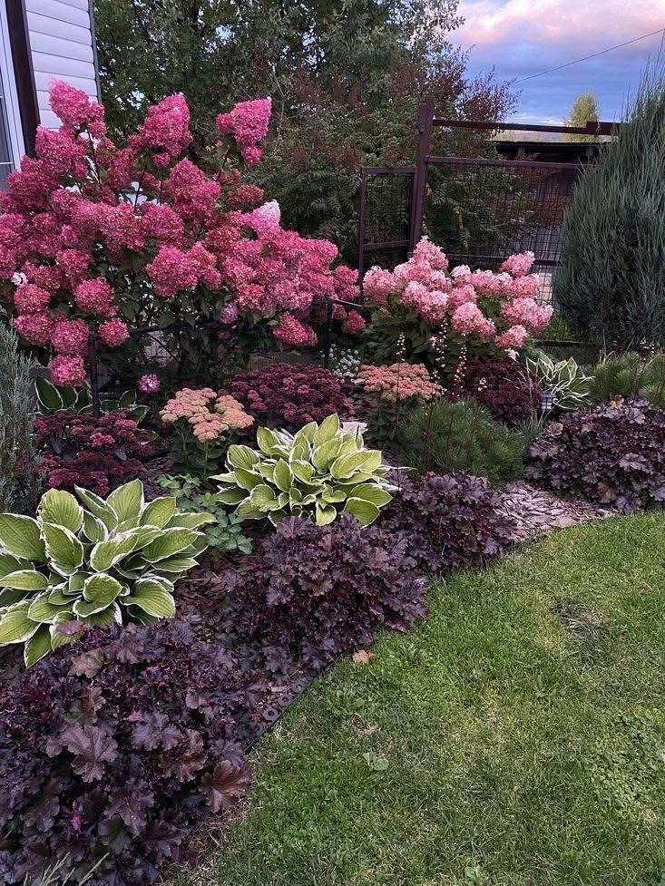 Kwitnący ogród z hortensjami w odcieniach różu, funkiami i żurawkami. Rabaty obsypane korą, trawnik przycięty. Kompozycja roślin w przydomowym ogrodzie.