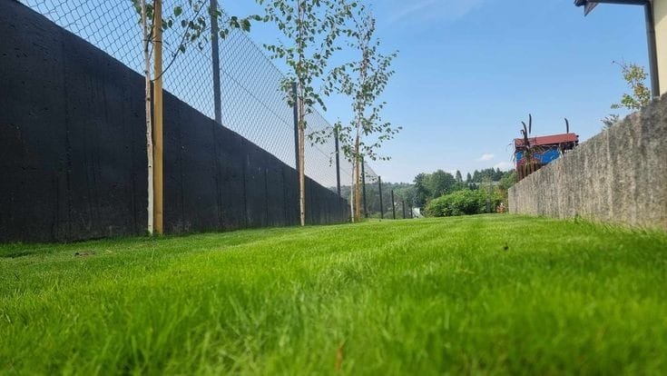 Świeżo skoszony trawnik z młodymi drzewkami wzdłuż czarnego muru i siatki ogrodzeniowej, widok z niskiej perspektywy.