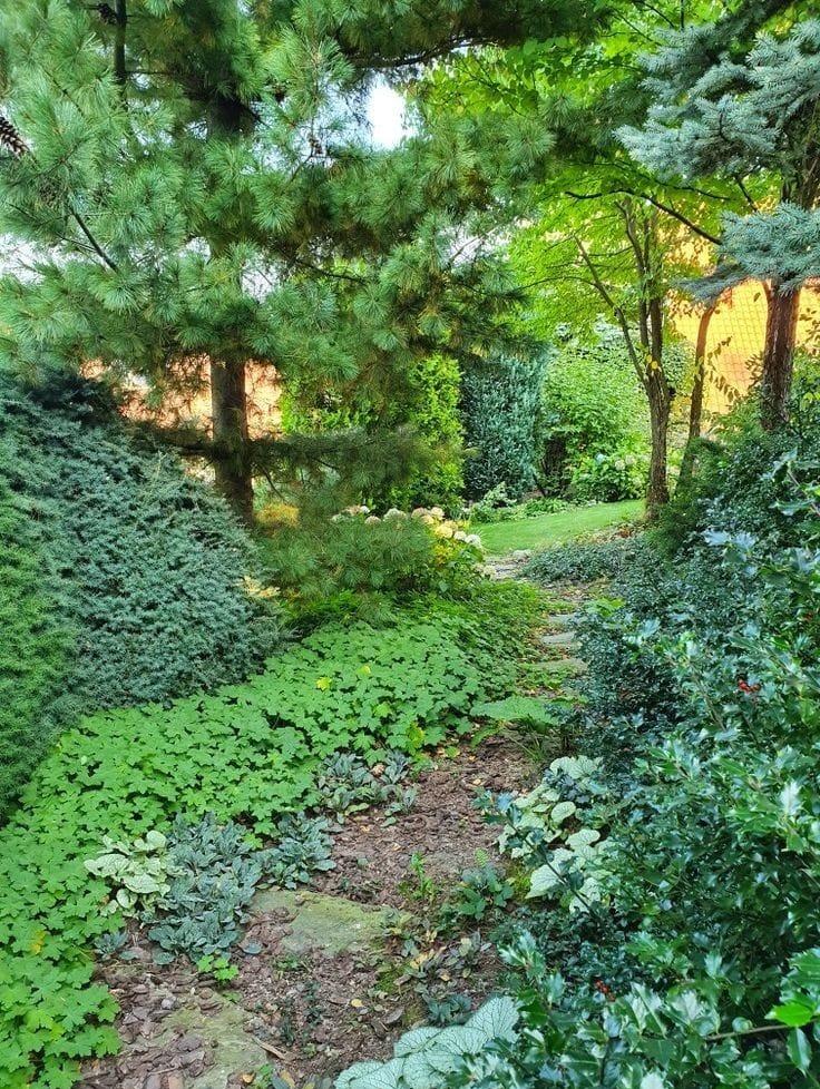 Zacieniony fragment ogrodu z kamienną ścieżką, bujną roślinnością, w tym iglakami, funkiami i barwinkiem.
