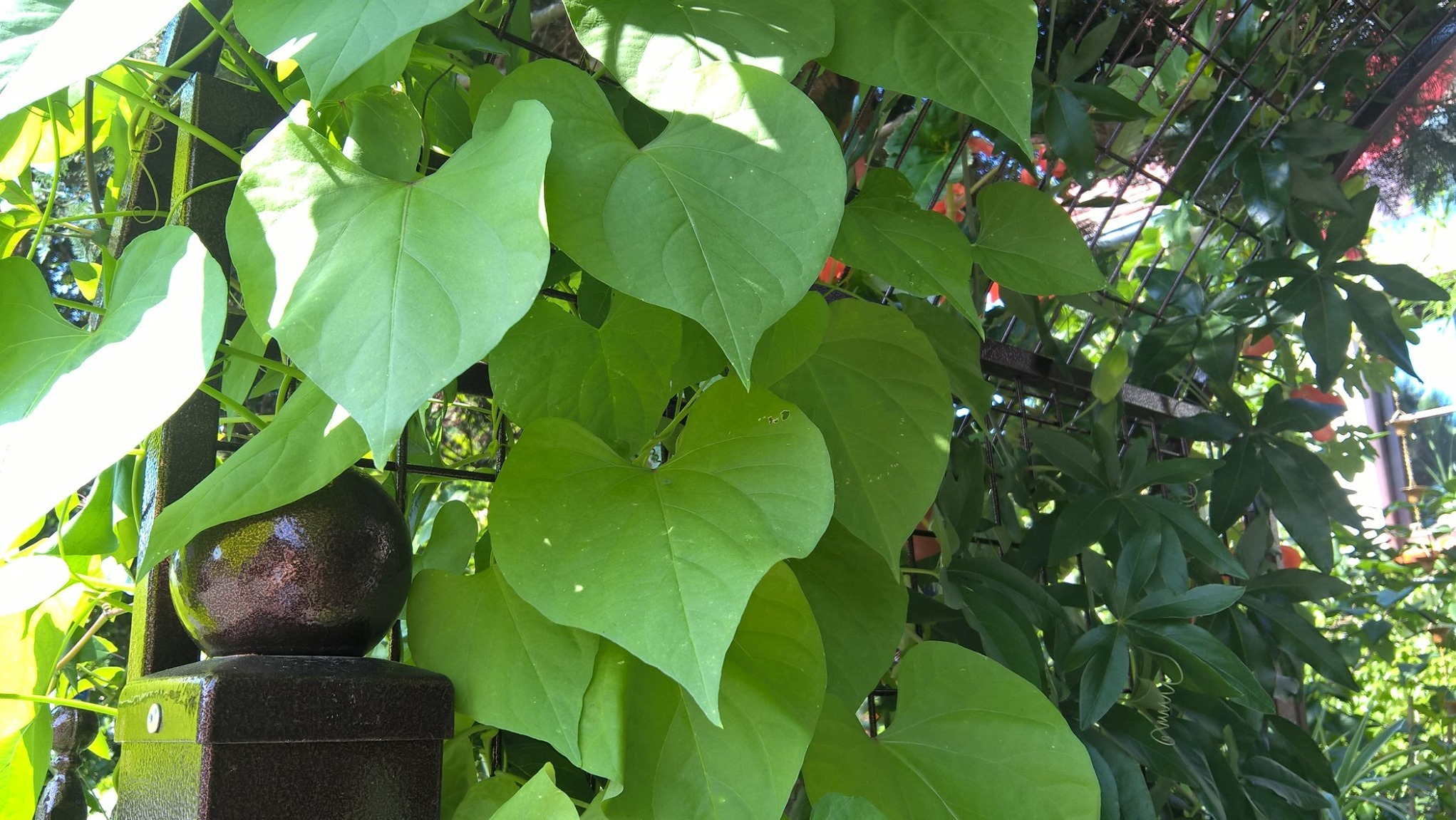 Metalowe ogrodzenie z dekoracyjną kulą na słupku, porośnięte zielonymi pnączami