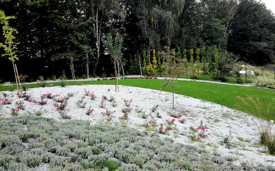 Ukształtowany teren ogrodu z białym żwirem, różowymi różami i zieloną trawą, młode drzewka podparte palikami, w tle gęsty las.