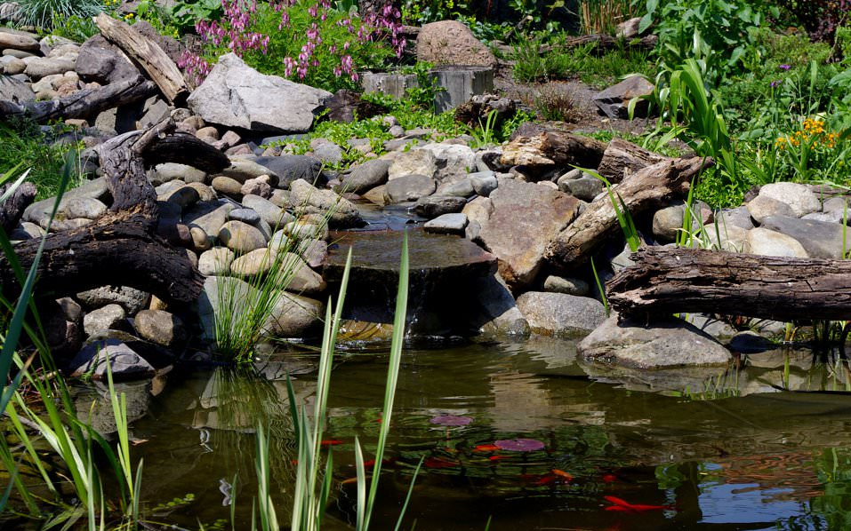 Oczko wodne z kaskadą, otoczone kamieniami, drewnem i roślinnością, z widocznymi liliami wodnymi i rybkami.