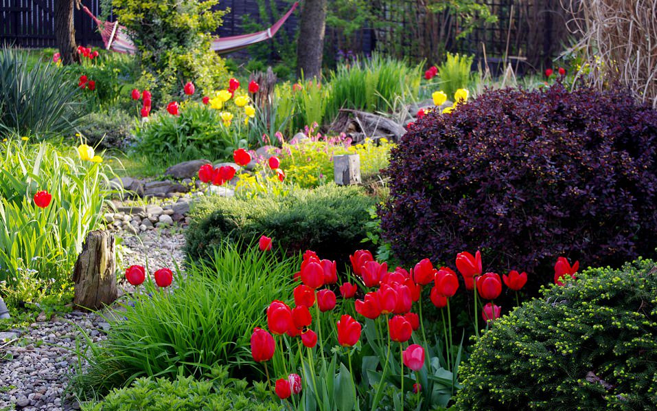Urokliwy ogród z czerwonymi i żółtymi tulipanami, ozdobnymi krzewami i ścieżką z kamieni, hamak w tle