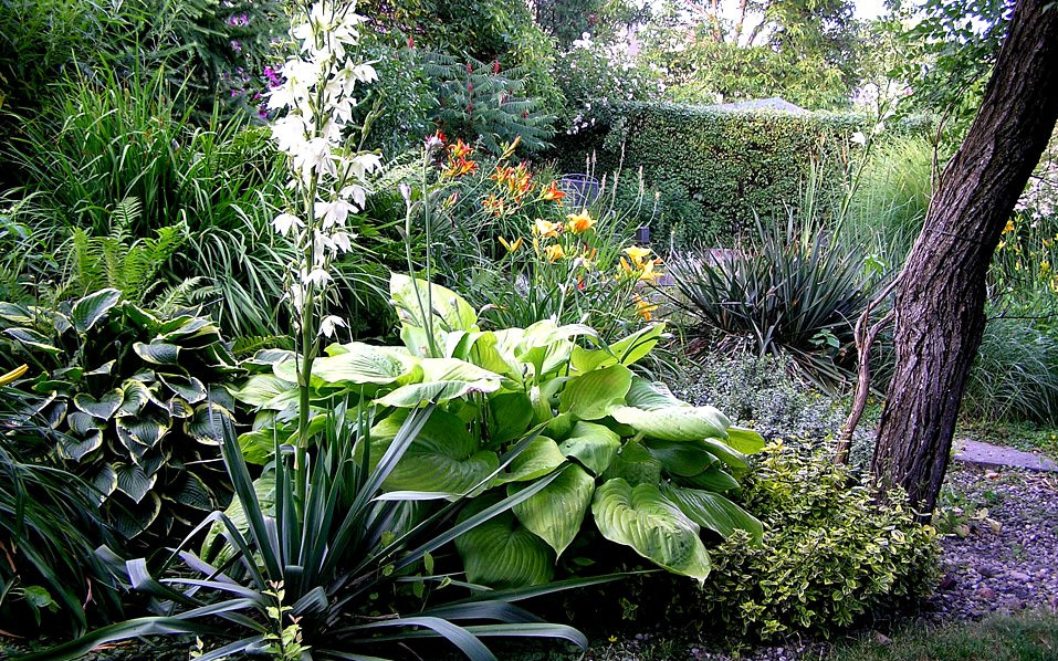 Bujny, dojrzały ogród z hostami, liliowcami i wysokimi białymi kwiatami, z drzewem po prawej stronie i żywopłotem w tle.