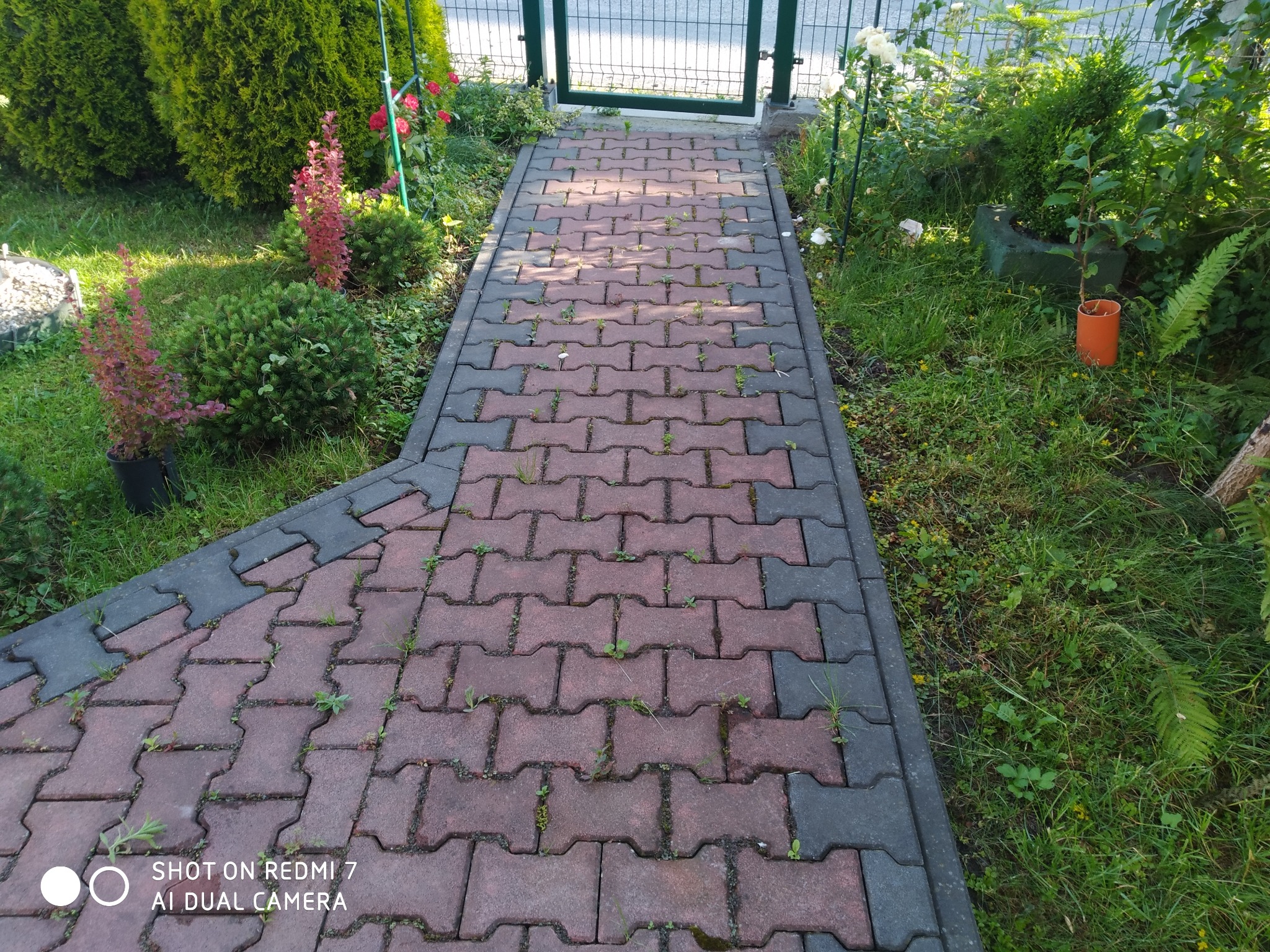 Brudna kostka brukowa w ogrodzie z chwastami, prowadząca do zielonej furtki, otoczona roślinnością. Widoczne ślady użytkowania i zaniedbania.