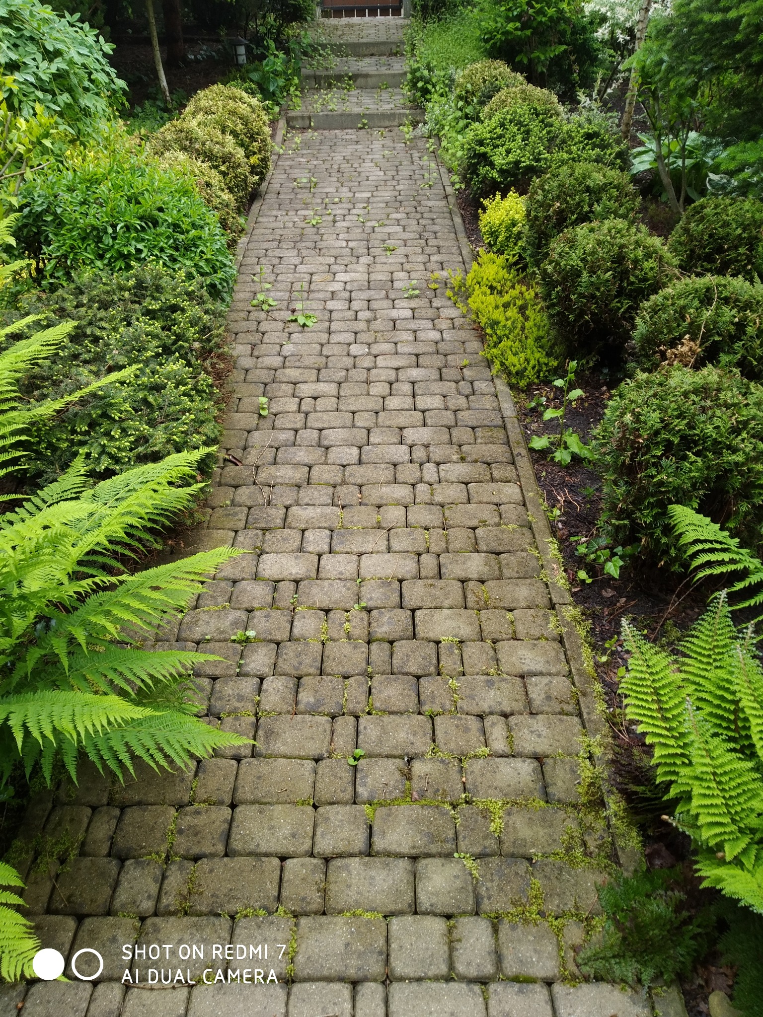 Ścieżka z kostki brukowej porośnięta mchem, prowadząca do schodów, otoczona zielenią. Widok z perspektywy pieszego, lekko z góry.