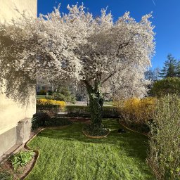 Paweł Podniesiński - Karetka Ogrodowa - Kwitnące drzewo w zadbanym ogrodzie z żywopłotem i równo przystrzyżonym trawnikiem, w tle budynek mieszkalny i błękitne niebo. W trawie leży pies.
