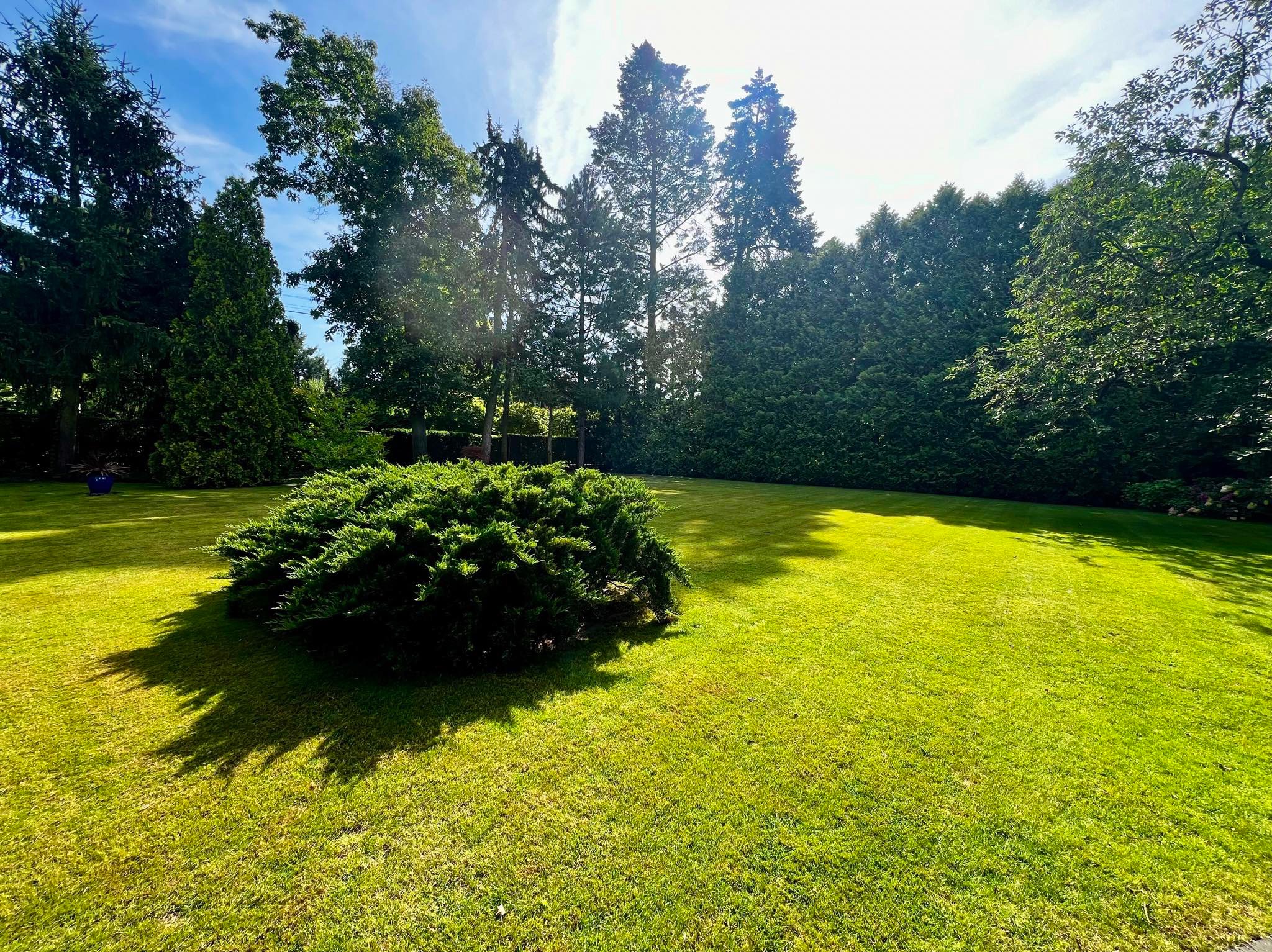 Starannie utrzymany trawnik z równo przystrzyżoną trawą, ozdobny krzew iglasty na pierwszym planie, w tle wysokie drzewa iglaste i liściaste, słoneczny dzień.
