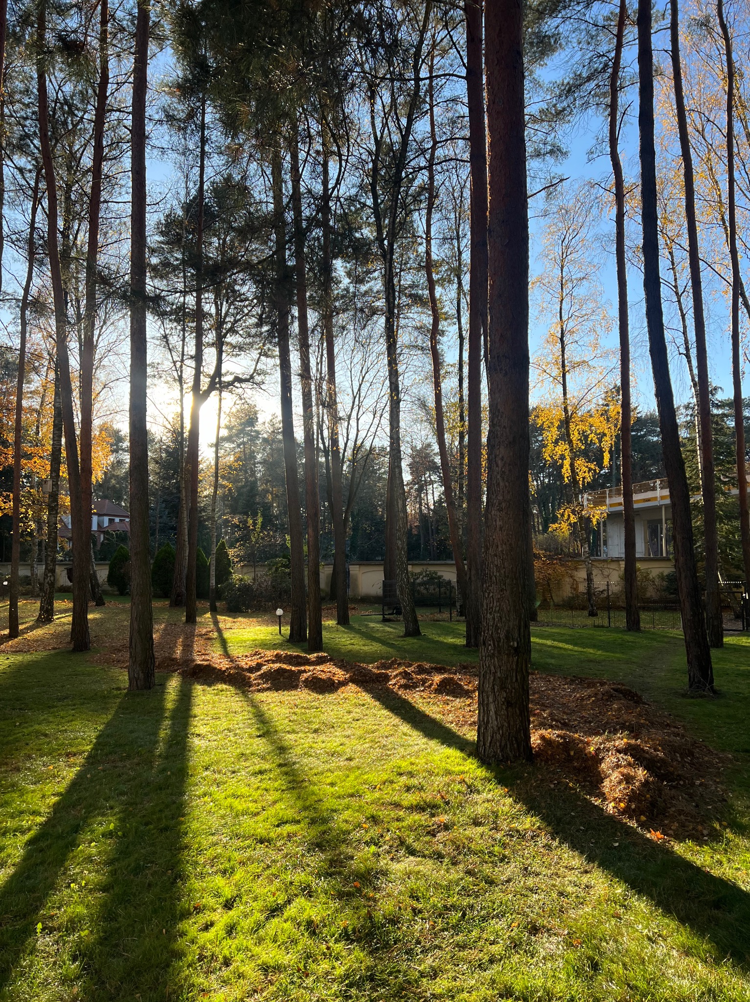 Jesienne grabienie liści na trawniku w słoneczny dzień, wysokie drzewa rzucają długie cienie.