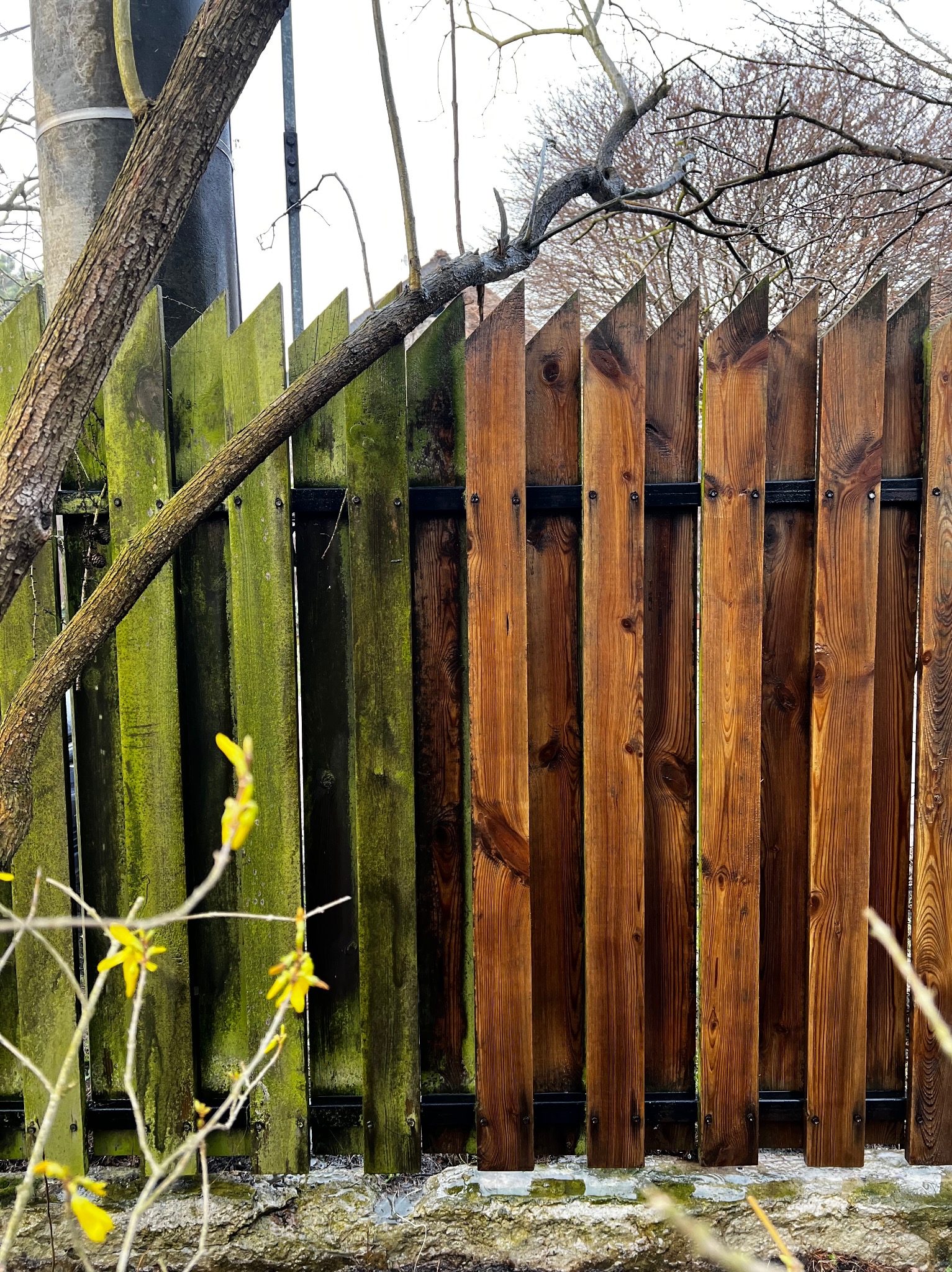 Drewniany płot: połowa zaimpregnowana, druga pokryta mchem. Gałęzie drzewa opierają się o konstrukcję. Widoczne żółte kwiaty forsycji wczesną wiosną.