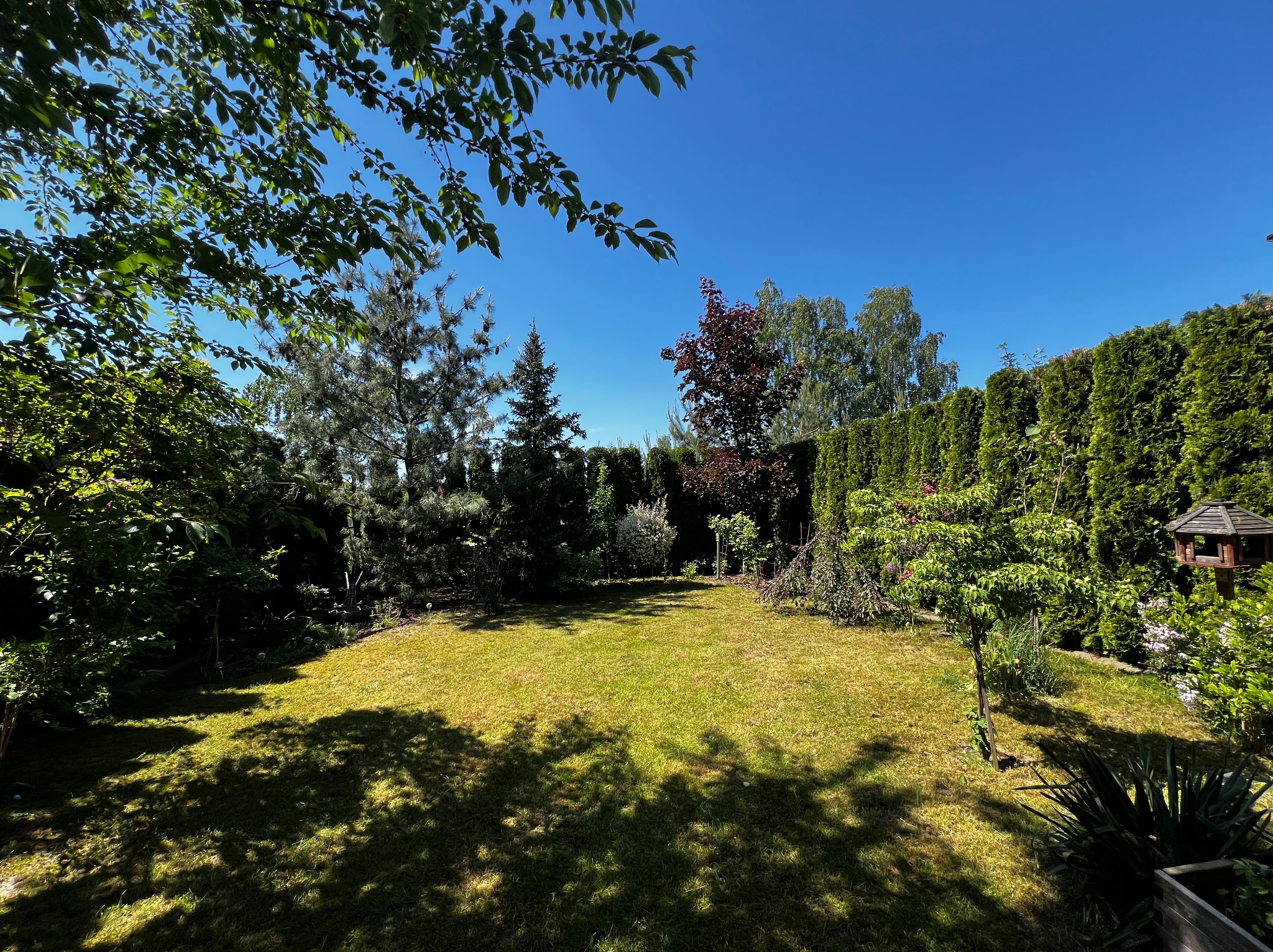 Zadbany ogród z równo przystrzyżonym trawnikiem, otoczony różnorodną roślinnością: drzewa iglaste, liściaste i wysoki żywopłot. Częściowo zacieniony, błękitne niebo w tle.