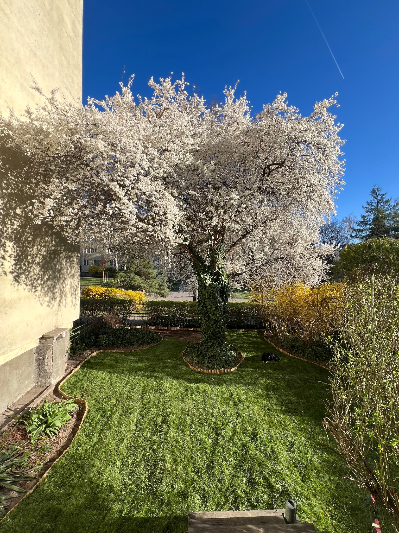 Kwitnące drzewo w zadbanym ogrodzie z żywopłotem i równo przystrzyżonym trawnikiem, w tle budynek mieszkalny i błękitne niebo. W trawie leży pies.