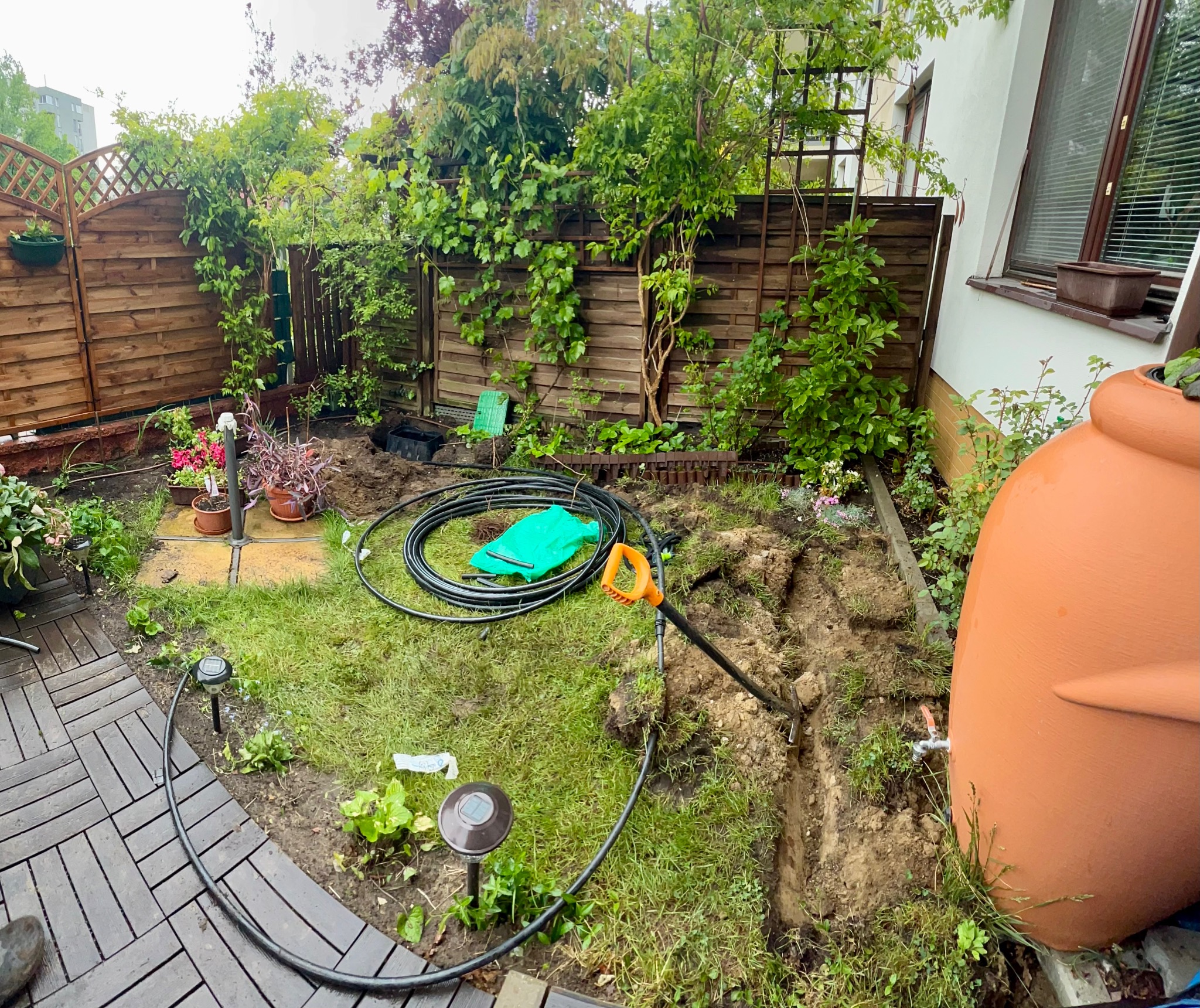 Wykopany rów w trawie, czarna rura nawadniająca zwinięta w kłębek, szpadel wbity w ziemię, brązowy zbiornik na deszczówkę. Ogród po deszczu.