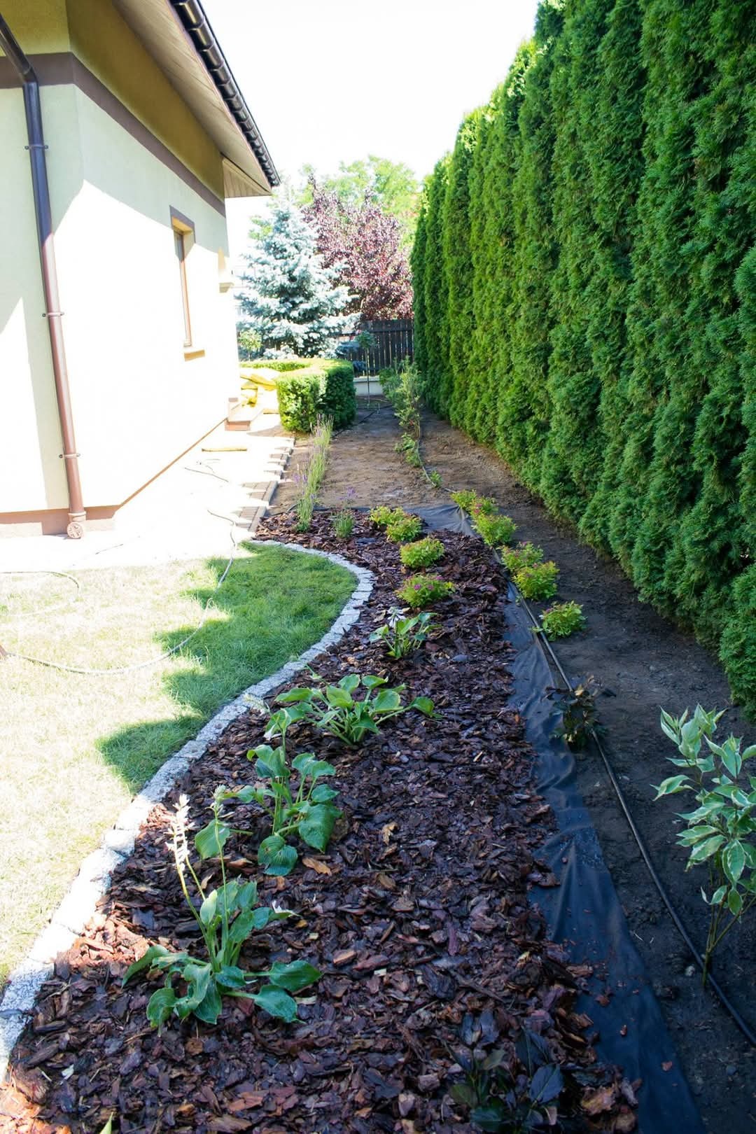 Świeżo założony ogród w Gostyninie: rabata z korą, nowymi roślinami i obrzeżem z kostki, w tle rząd wysokich tuj.