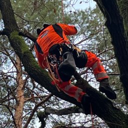 Wycinka drzew Brodnica 2