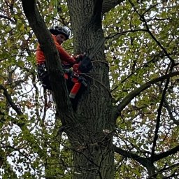 Wycinka drzew Brodnica 3