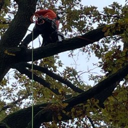 Wycinka drzew Brodnica 4