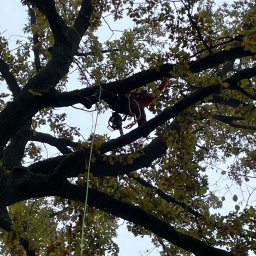 NIEDŹWIECKI - Arborysta w uprzęży, na tle jesiennego drzewa liściastego, z liną i sprzętem do pracy na wysokości.