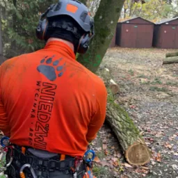 Arborysta w pomarańczowej bluzie z logo firmy NIEDŹWIEDŹ WYCINKA ARBO, w kasku ochronnym i uprzęży, obok ściętego pnia drzewa z widocznymi śladami cięcia i zielonym oznaczeniem, na tle dwóch...