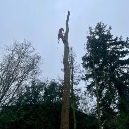 NIEDŹWIECKI - Arborysta w uprzęży, z piłą łańcuchową, w trakcie usuwania gałęzi z wysokiego, ogołoconego pnia drzewa, otoczonego zielenią innych drzew pod pochmurnym niebem.