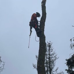 NIEDŹWIECKI - Arborysta w pomarańczowym kombinezonie, z linami i piłą, wspina się po wysokim, ogołoconym z gałęzi pniu drzewa na tle pochmurnego nieba. Widoczne ślady po obciętych gałęziach.