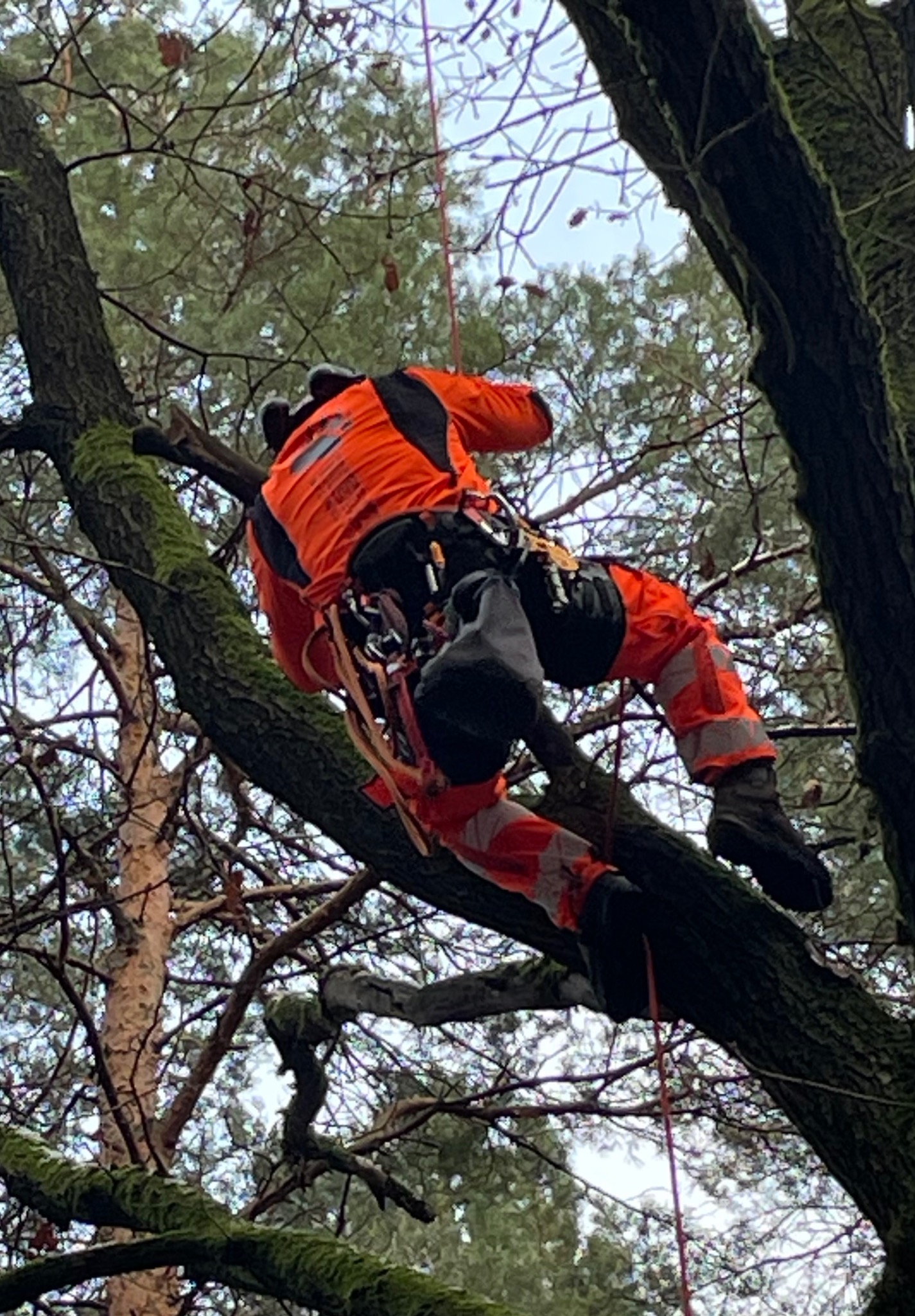 Arborysta w pomarańczowym kombinezonie, zabezpieczony linami, wspina się na grubą gałąź drzewa porośniętą mchem, widok od dołu na tle korony drzew i nieba.