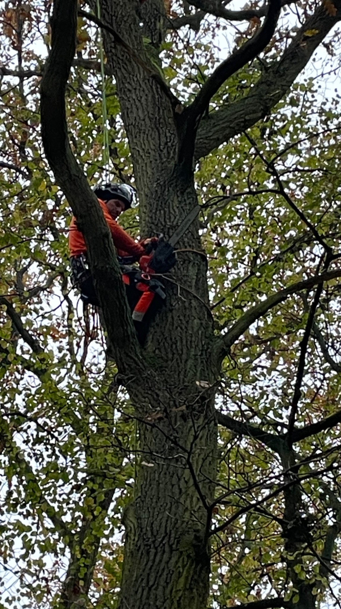 Arborysta w pomarańczowej kurtce, w kasku, zabezpieczony linami, pracuje na wysokości w koronie drzewa, używając piły łańcuchowej.