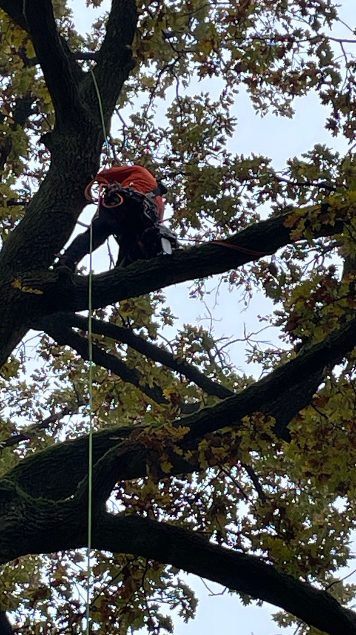 Pracownik w uprzęży, zabezpieczony liną, siedzi na gałęzi drzewa w Brodnicy, przygotowując się do pracy na wysokości.