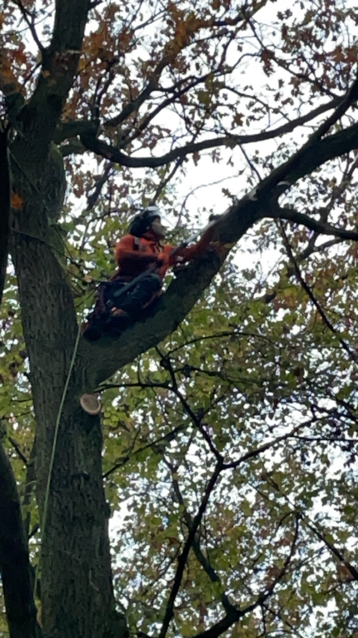Pracownik w kasku i kombinezonie, zabezpieczony liną, siedzi na grubej gałęzi drzewa z piłą łańcuchową w dłoniach, przygotowując się do cięcia; widoczne liście i fragment pnia z odciętą gałęzią.