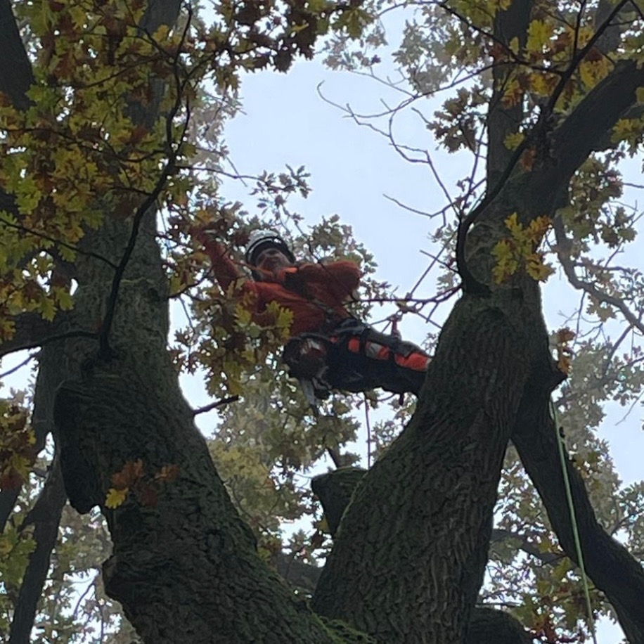 Arborysta w pomarańczowej kurtce i kasku, zabezpieczony linami, przycina gałęzie dębu z żółtymi liśćmi na tle pochmurnego nieba.