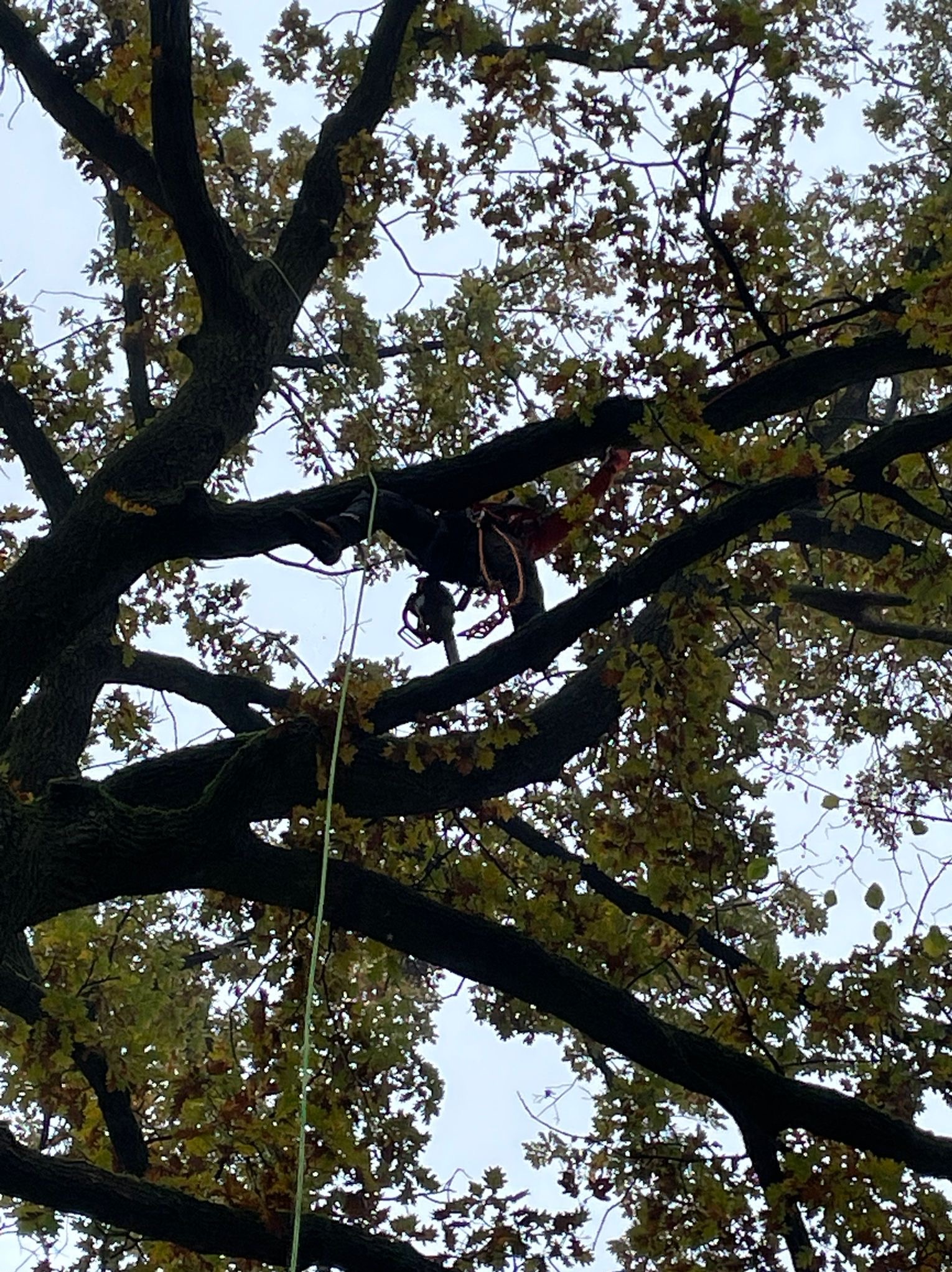 Arborysta w uprzęży, na tle jesiennego drzewa liściastego, z liną i sprzętem do pracy na wysokości.