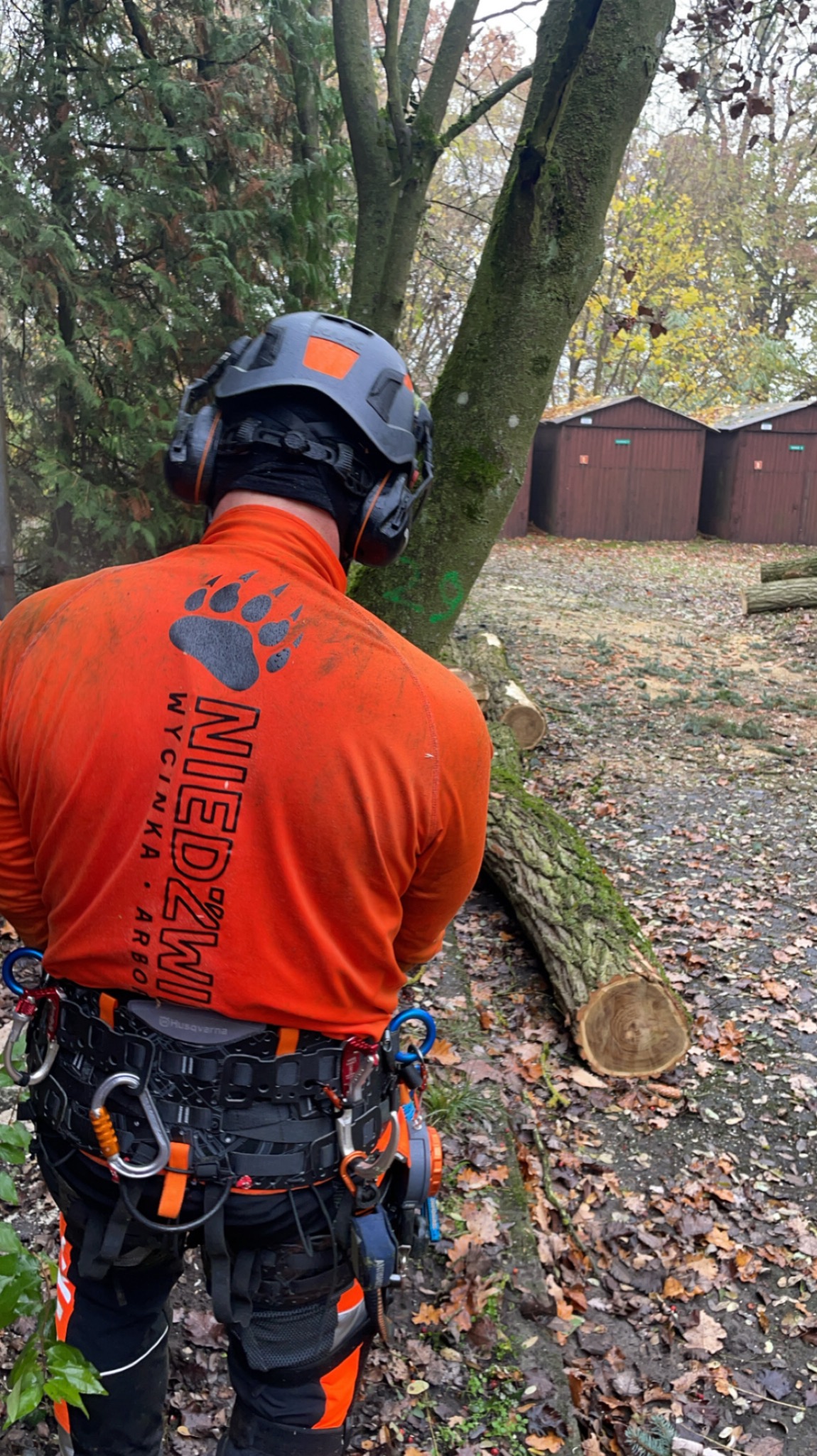 Arborysta w pomarańczowej bluzie z logo firmy NIEDŹWIEDŹ WYCINKA ARBO, w kasku ochronnym i uprzęży, obok ściętego pnia drzewa z widocznymi śladami cięcia i zielonym oznaczeniem, na tle dwóch...