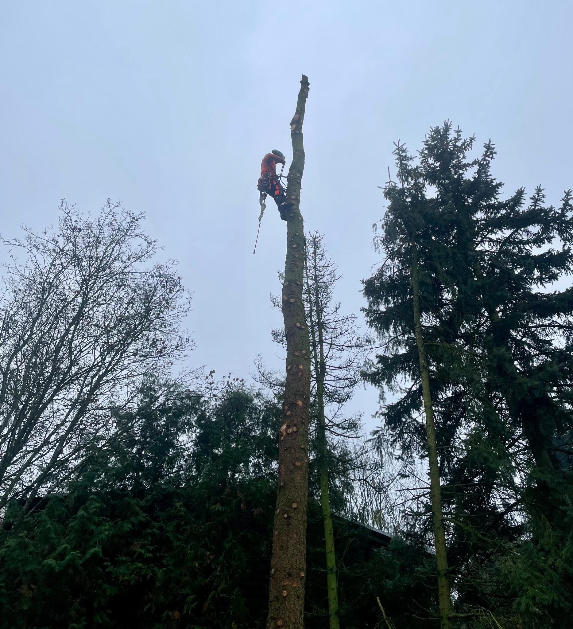 Arborysta w uprzęży, z piłą łańcuchową, w trakcie usuwania gałęzi z wysokiego, ogołoconego pnia drzewa, otoczonego zielenią innych drzew pod pochmurnym niebem.