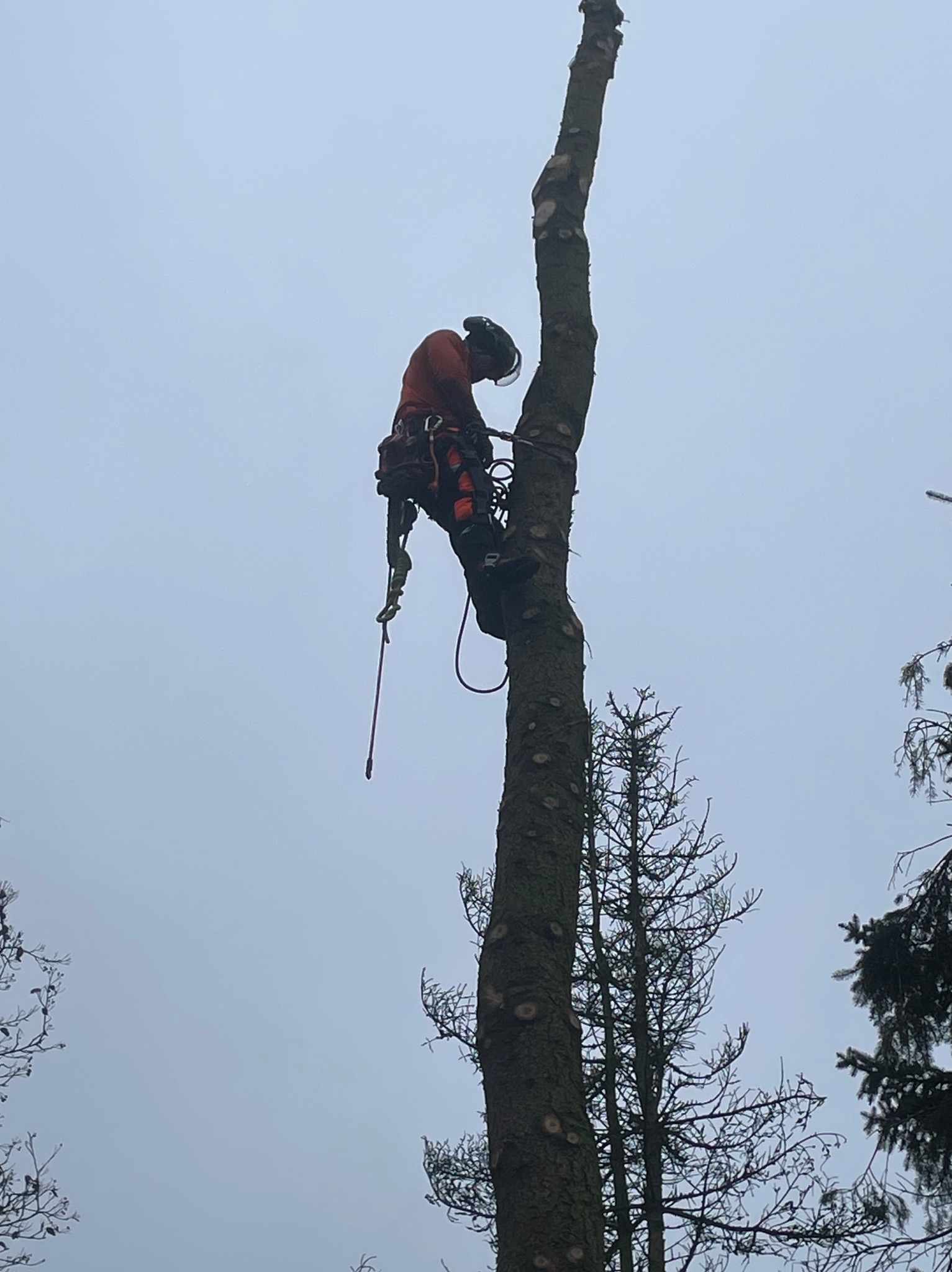 Arborysta w pomarańczowym kombinezonie, z linami i piłą, wspina się po wysokim, ogołoconym z gałęzi pniu drzewa na tle pochmurnego nieba. Widoczne ślady po obciętych gałęziach.