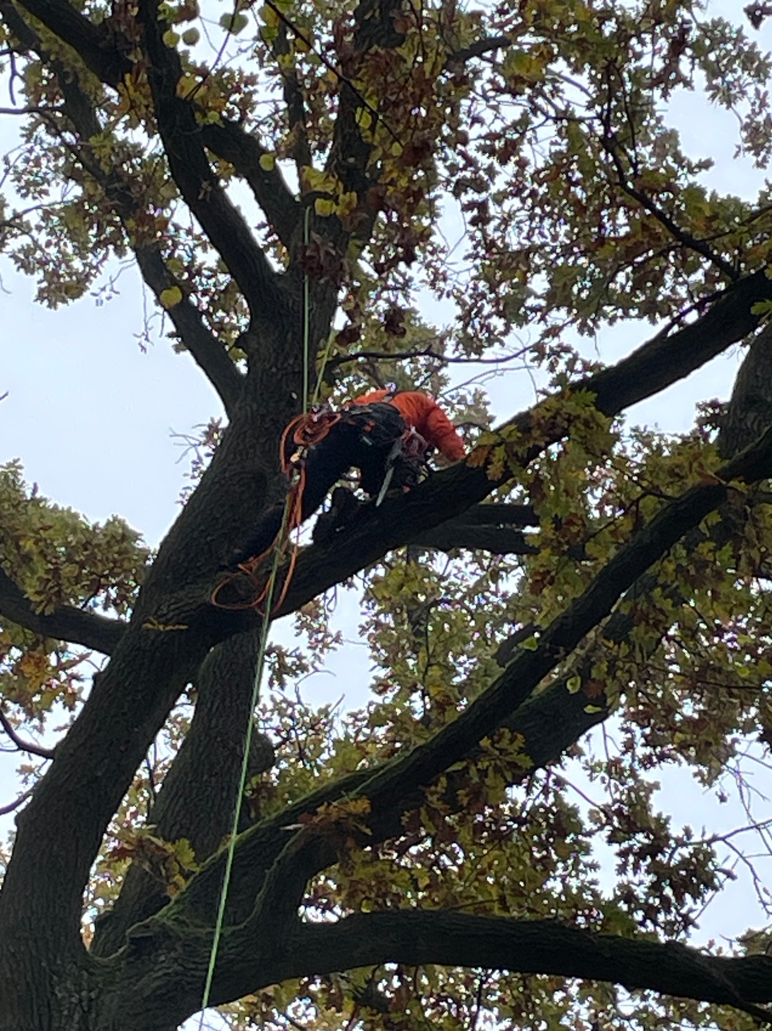 Arborysta w pomarańczowej kurtce, zabezpieczony linami, pracuje wysoko w koronie rozłożystego dębu jesienią.