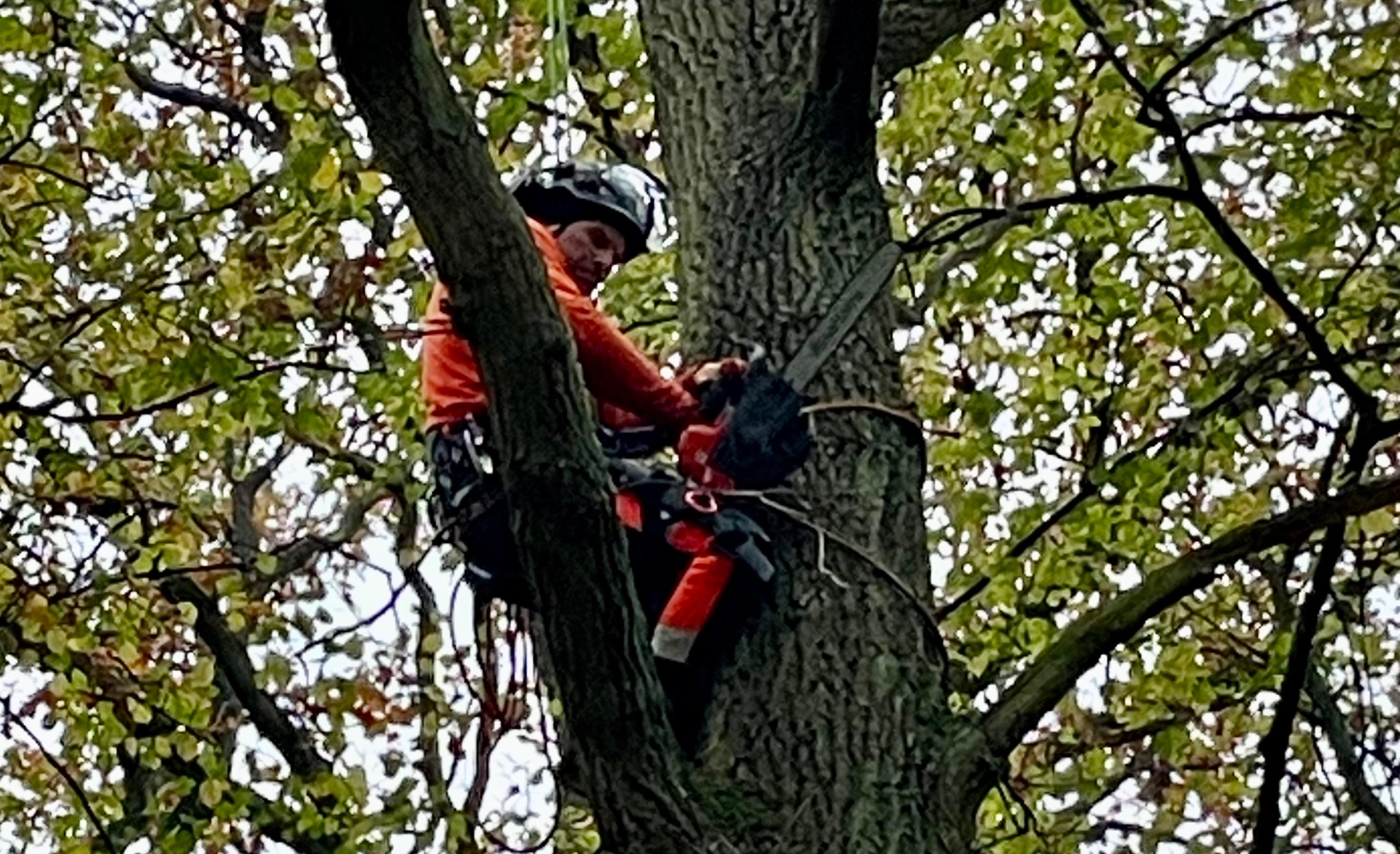 Arborysta w pomarańczowej kurtce, z kaskiem i pilarką spalinową, zabezpieczony linami, przycina gałęzie drzewa z poziomu korony.