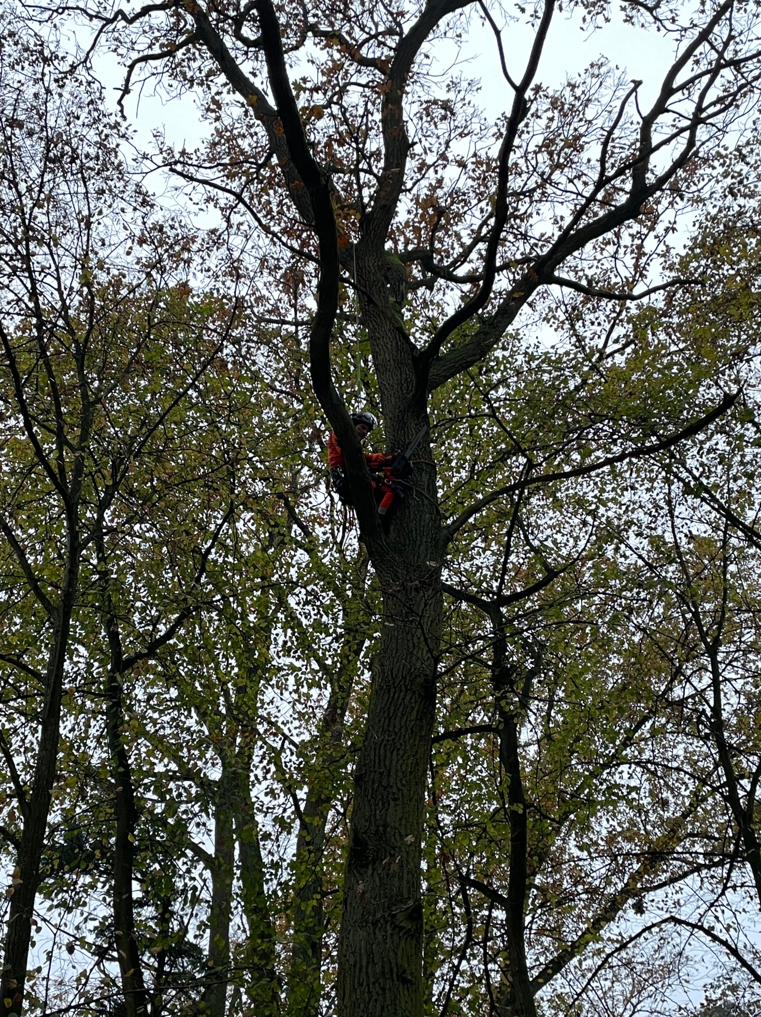 Pracownik w pomarańczowym kombinezonie, zabezpieczony linami, wspina się na wysokie drzewo z gałęziami i częściowo opadłymi liśćmi, widoczne narzędzia przy pasie.