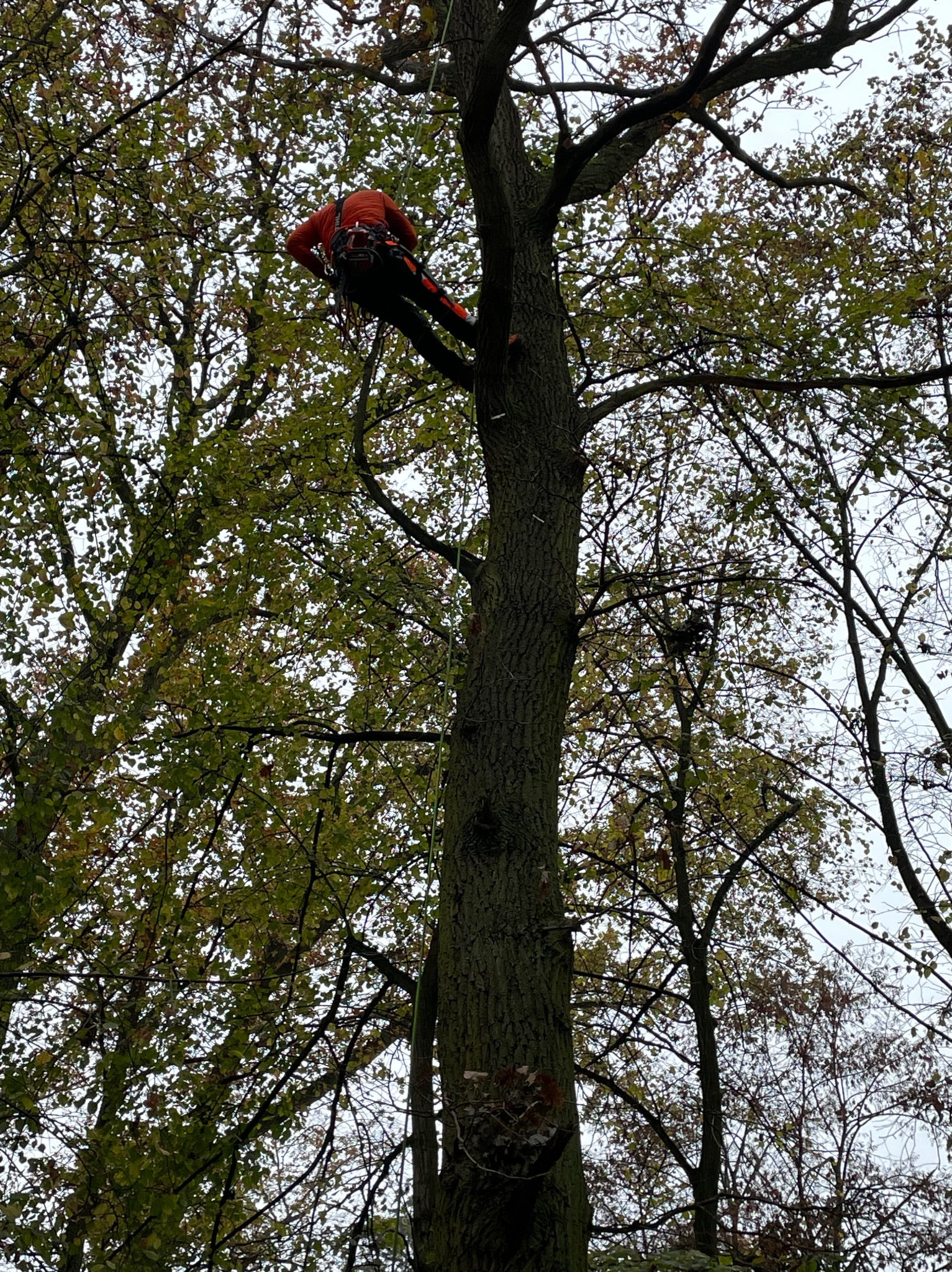 Arborysta w uprzęży, wysoko w koronie drzewa liściastego, zabezpieczony liną, widok z dołu na tle jesiennych liści.